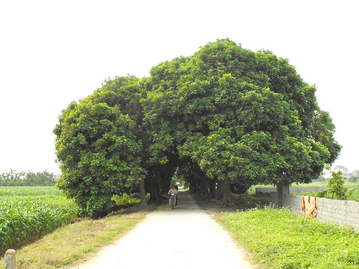 Những giá trị tinh thần của làng quê luôn tồn tại độc lập với các định danh hành chính. Ảnh: Hoàng Thu Phố.